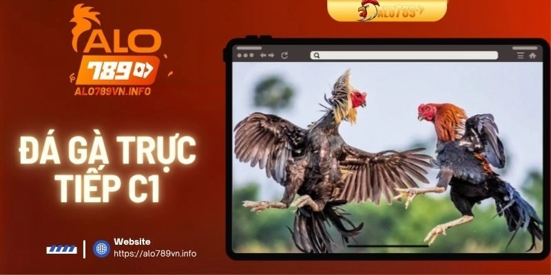 Đá Gà Trực Tiếp C1 – Đắm Chìm Vào Các Cuộc Chiến Nảy Lửa