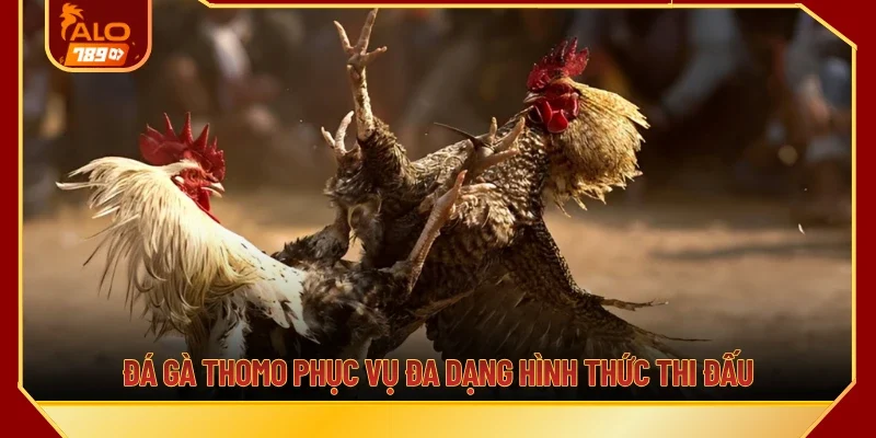Đá gà Thomo phục vụ đa dạng hình thức thi đấu