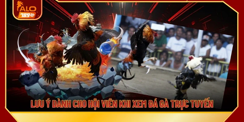 Lưu ý dành cho hội viên khi xem đá gà trực tuyến