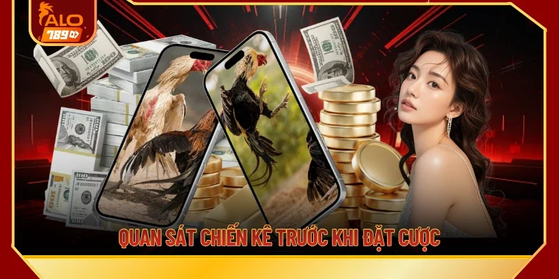 Quan sát chiến kê trước khi đặt cược
